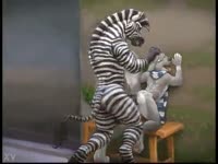 Muscular zebra fucking a gay dog in the ass on furry zoo porn
